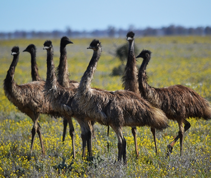 A tight group of emus standing in a field of yellow flowers