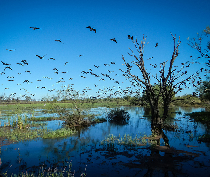 Clinches Pond Environment Group in Moorebank, NSW - 13 Feb, 2021 Sat 9:00am