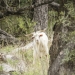 Feral goats destroy native vegetation