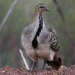Malleefowl (Leipoa ocellata), an iconic threatened species, in the Nymagee area of NSW