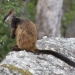 Brush-tailed Rock-wallaby (Petrogale penicillata), endangered species.