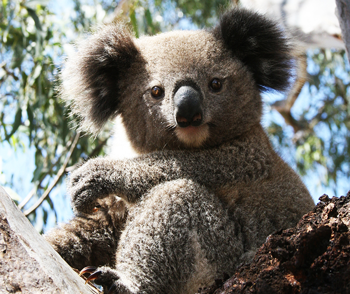 Koala  NSW Environment and Heritage
