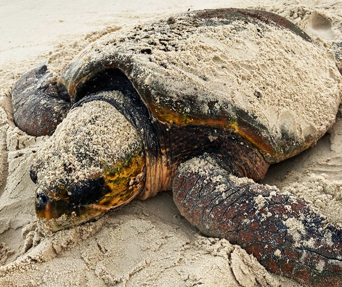 Hopes to see sea turtle mums this summer | NSW Environment, Energy and  Science