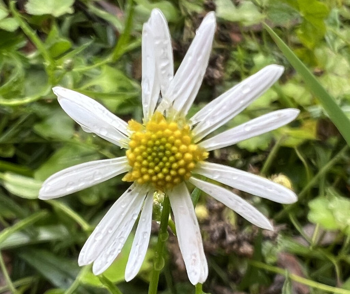 The white-petalled flower of Brachyscome mittagongensis P.S. Short has a yellow centre.