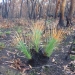 Grasses and grass tree recovering as one of the first signs of life after fire 