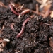 Earthworms are a comon soil organism and play an important role in breaking down organic matter and nutrient cycling