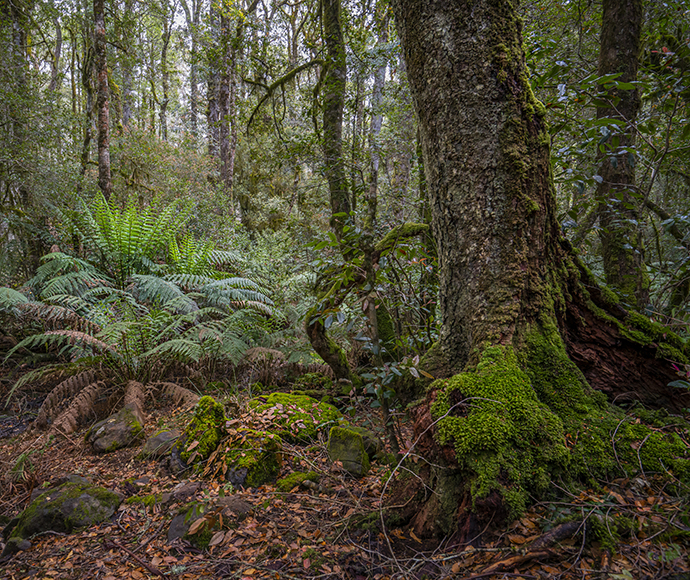NSW Rainforest environments