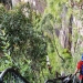 Bushwalker wearing backpack Govetts Leap descent Rodriguez Pass Blue Mountains National Park