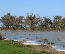 Foamy water is lapping at the shore of Dry Lake. Black-box trees are on the far side of the lake and there are waterbirds on the lake.