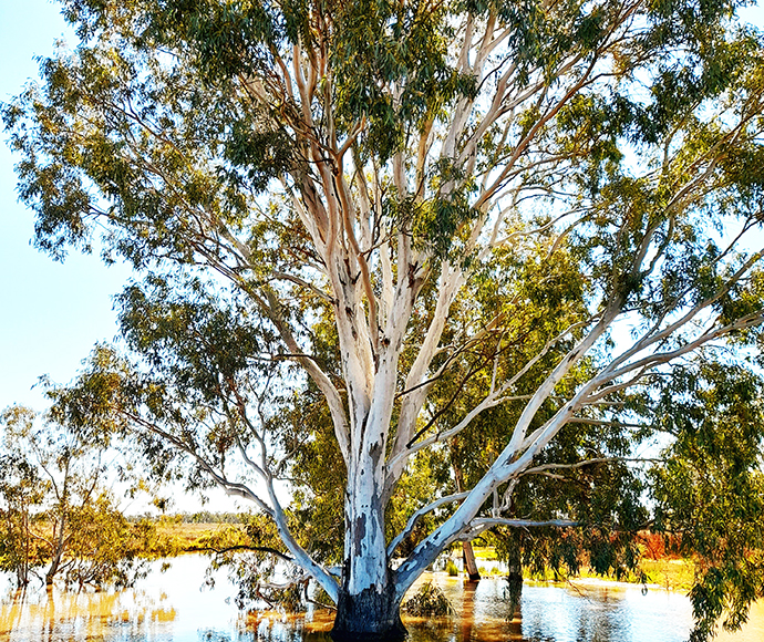 River Red Gum Reflections Nsw Environment And Heritage