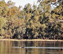 Swans on a river, trees in background
