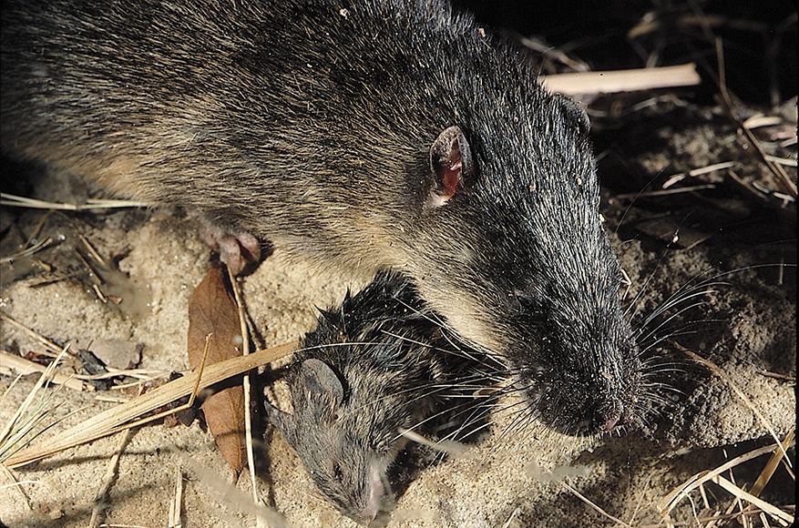 Water rats return to Lachlan valley NSW Environment, Energy and Science