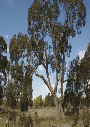 Cecil Hoskins Nature Reserve Plan of Management