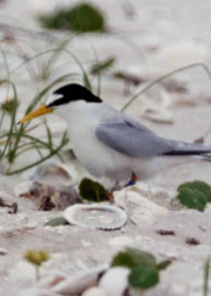 Little Tern (Sterna albifrons) Recovery Plan cover.