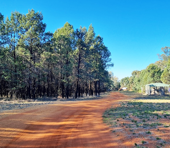 Red dirt road leading past trees and a shed