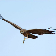 Spotted harrier, listed as vulnerable, in full flight