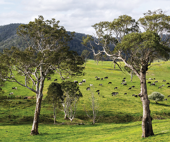 Dairy farm near Bemboka, NSW