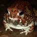 Front view of Crucifix frog (Notaden bennettii) at night