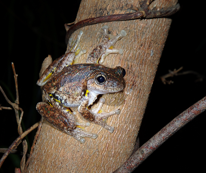 Peron's tree frog (Litoria peronii) on branch