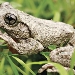 Peron's tree frog (Litoria peronii)