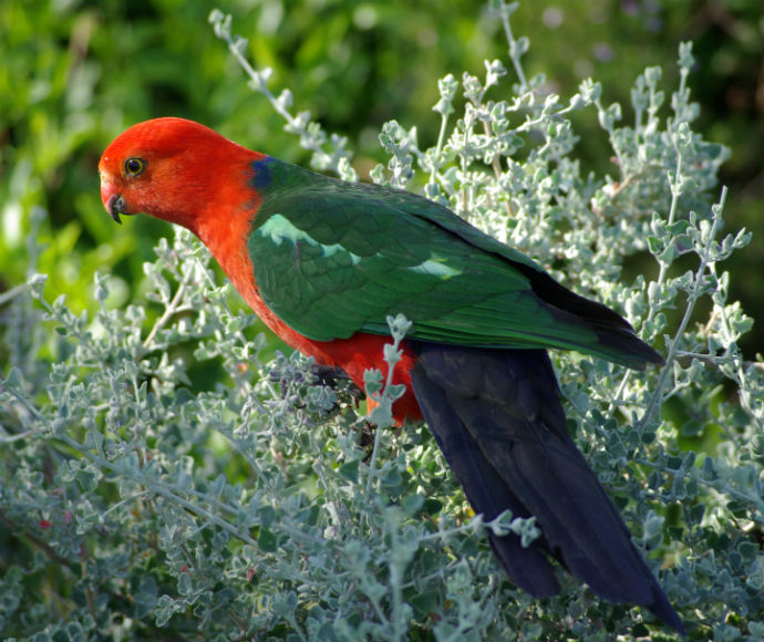synge Post Lykkelig Parrots | NSW Environment, Energy and Science