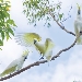 Sulphur crested cockatoos (Cacatua galerita)