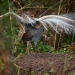 Superb lyrebird mound dance(Menura novaehollandiae)