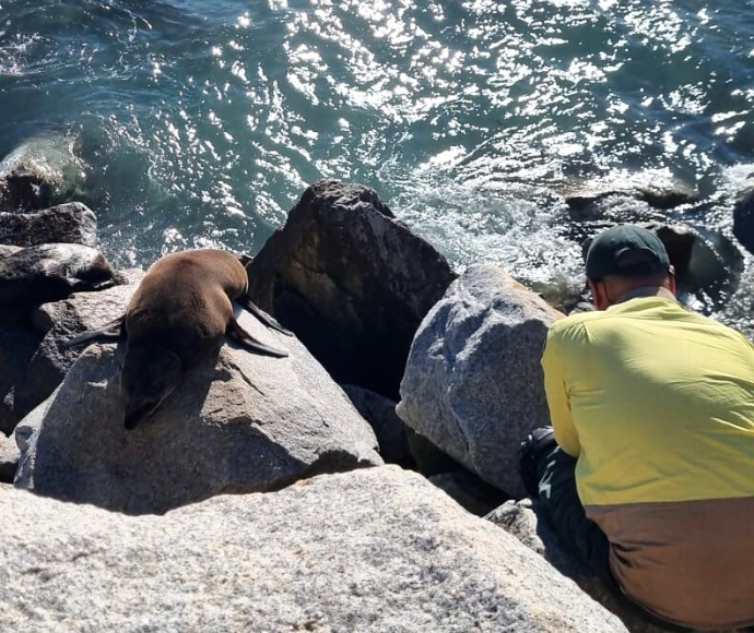 Seal sitting on rockwall, with NPWS assisting with rescue