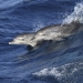 Bottlenose dolphin (Tursiops truncatus) swimming through ocean waves.