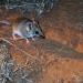 Fat-tailed dunnart (Sminthopsis crassicaudata)
