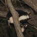 Greater gliders (Petauroides volans)