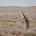 Red kangaroo (Macropus rufus) amongst the Mitchell grass Sturt National Park