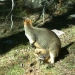 Swamp wallaby (Wallabia bicolour) image taken with WildCount motion sensor camera