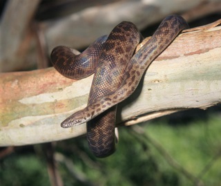 Children's python (Antaresia childreni) curled around a tree branch