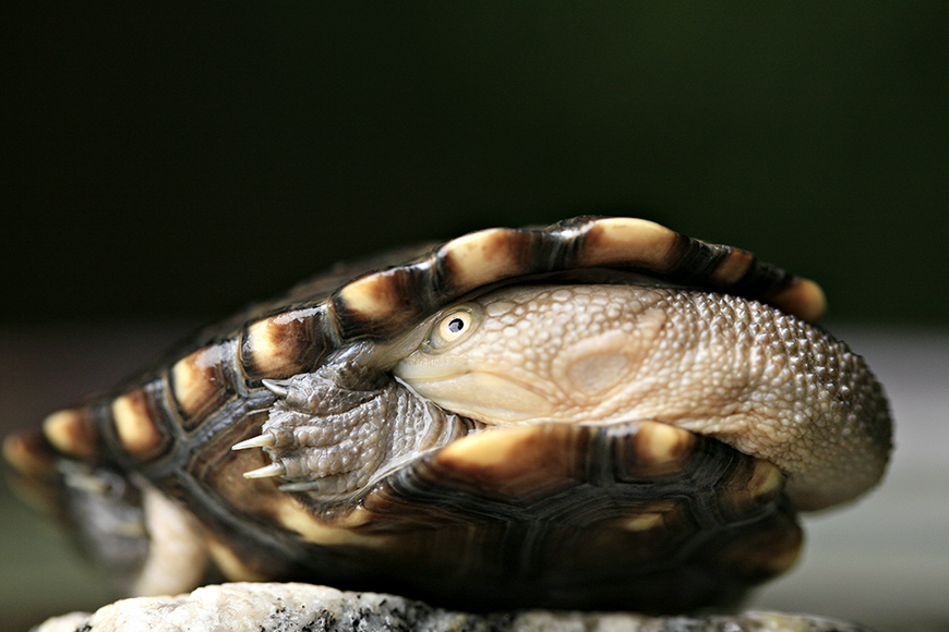 small freshwater turtle