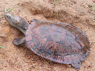 Eastern saw-shelled turtle (Myuchelys latisternum)