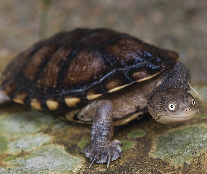 Licences to transport native animals interstate | NSW Environment and ...