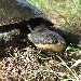 Manning River snapping turtle (Flaviemys purvisi)