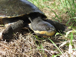 Manning River turtle (Flaviemys purvisi)