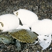 Murray River turtle (Emydura macquarii) hatchling and eggs