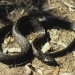 Tiger snake (Notechis scutatus), venomous