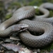 White-lipped snake (Drysdalia coronoides)