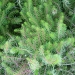 Green milfoil (Myriophyllum) on Lynworth