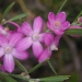 Pink wax flower (Eriostemon australasius)