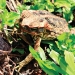 Cane toad (Rhinella marinus), previously Bufo marinus, invasive pest