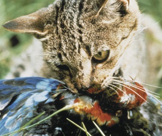 Feral cat eating bird