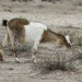 Feral goat causing habitat degradation