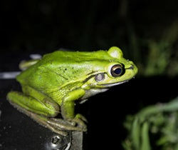 Green and golden bell frog (Litoria aurea) also named the green bell frog, green and golden swamp frog and green frog