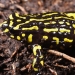 Northern corroboree frog (Pseudophryne pengilleyi)