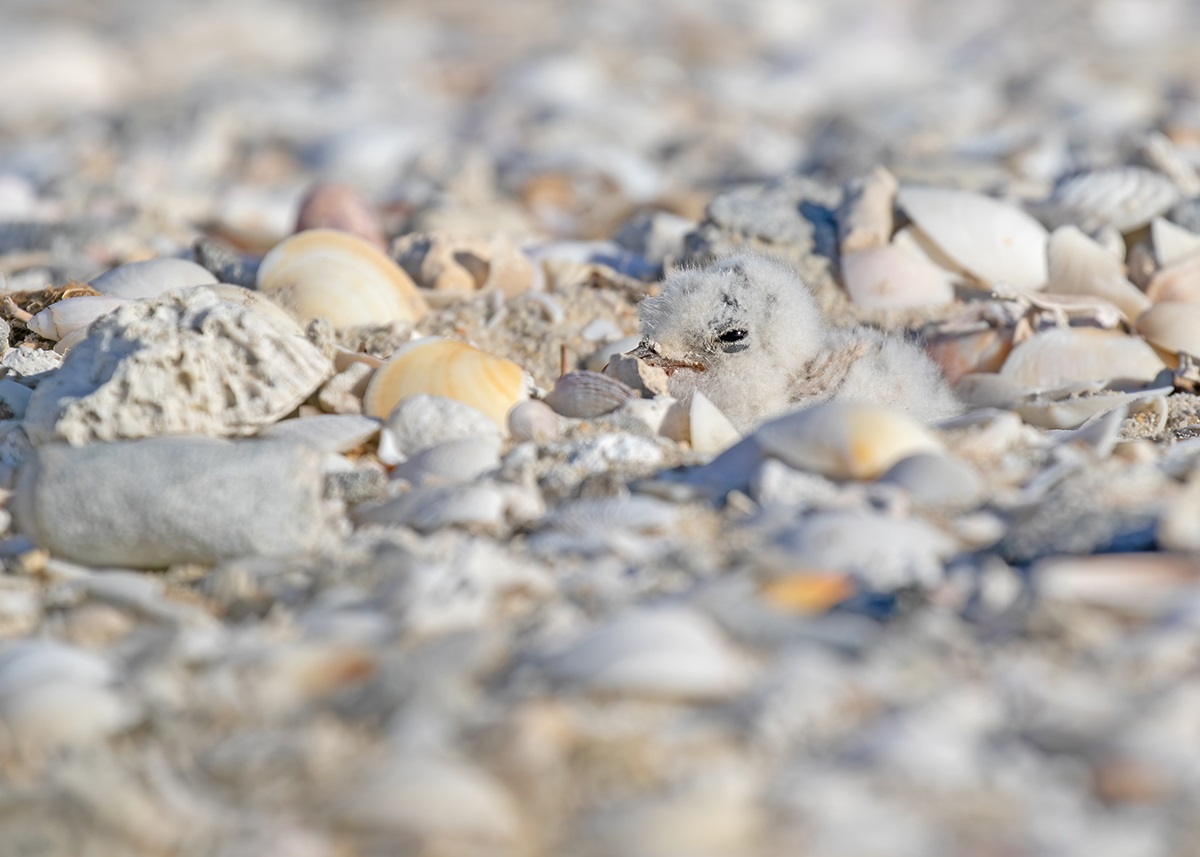 Tern eggs and chicks expertly blend into their surroundings. 